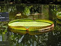 Victoria Cruziana (fam Nympheacees) (Amazonie) (02) (Photo F. Mrugala)